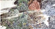 数字布鲁姆